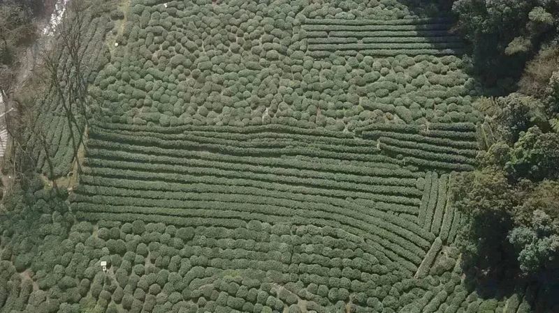 有关于2023西湖龙井之声② 茶芽监测 6位传承人守护 遇见18颗茶芽宝宝，今年的监测不一般！的相关内容(45)