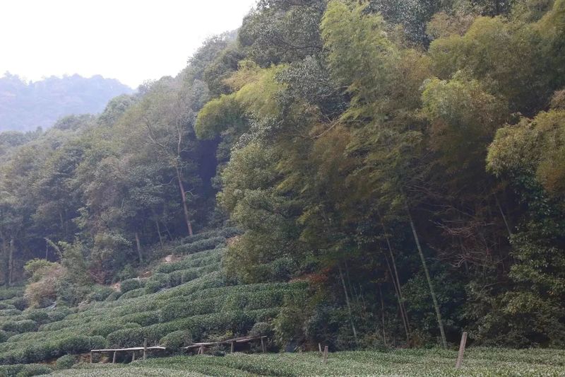 有关于2023西湖龙井之声② 茶芽监测 6位传承人守护 遇见18颗茶芽宝宝，今年的监测不一般！的相关内容(12)