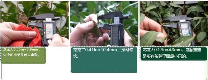 有关于2023西湖龙井之声② 茶芽监测 6位传承人守护 遇见18颗茶芽宝宝，今年的监测不一般！的相关内容(23)