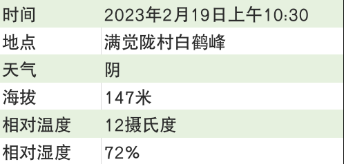 有关于2023西湖龙井之声② 茶芽监测 6位传承人守护 遇见18颗茶芽宝宝，今年的监测不一般！的相关内容(31)