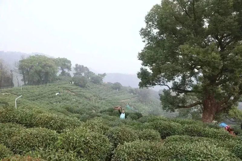 有关于2023西湖龙井之声② 茶芽监测 6位传承人守护 遇见18颗茶芽宝宝，今年的监测不一般！的相关内容(33)