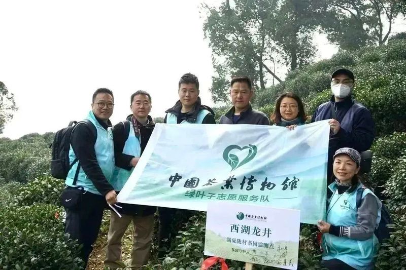有关于2023西湖龙井之声② 茶芽监测 6位传承人守护 遇见18颗茶芽宝宝，今年的监测不一般！的相关内容(36)