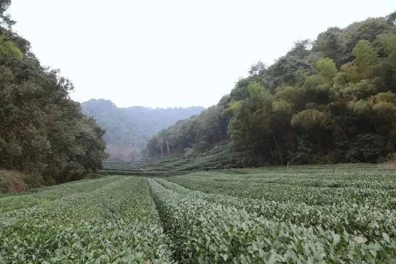 有关于2023西湖龙井之声② 茶芽监测 6位传承人守护 遇见18颗茶芽宝宝，今年的监测不一般！的相关内容(11)