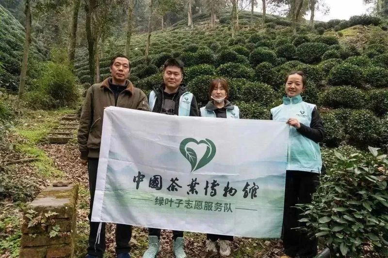 有关于2023西湖龙井之声② 茶芽监测 6位传承人守护 遇见18颗茶芽宝宝，今年的监测不一般！的相关内容(21)