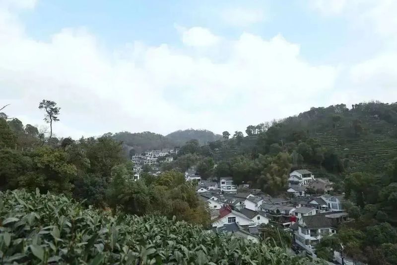 有关于2023西湖龙井之声② 茶芽监测 6位传承人守护 遇见18颗茶芽宝宝，今年的监测不一般！的相关内容(42)