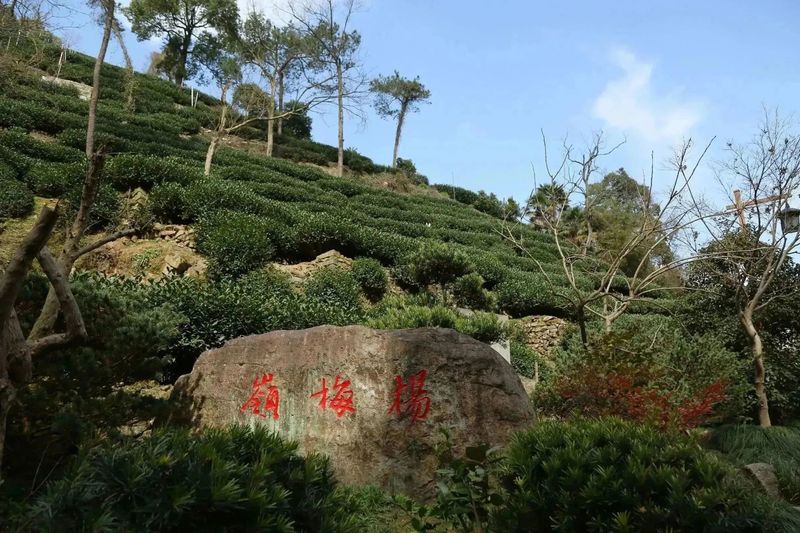 有关于2023西湖龙井之声② 茶芽监测 6位传承人守护 遇见18颗茶芽宝宝，今年的监测不一般！的相关内容(39)