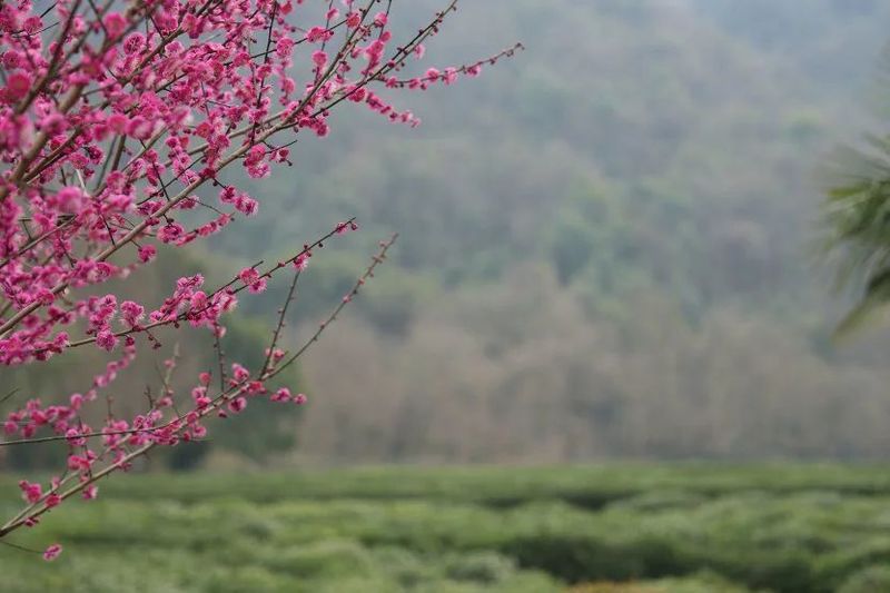 有关于2023西湖龙井之声② 茶芽监测 6位传承人守护 遇见18颗茶芽宝宝，今年的监测不一般！的相关内容