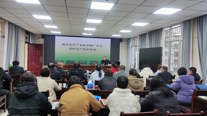 关于抢抓农时，勉县扎实开展春茶备产服务的资讯(1)