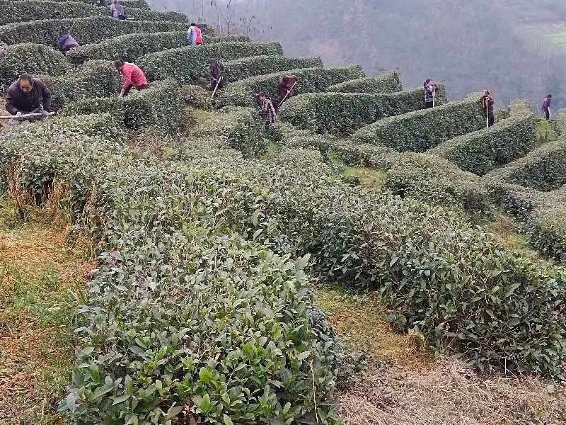 关于抢抓农时,勉县扎实开展春茶备产服务的资讯