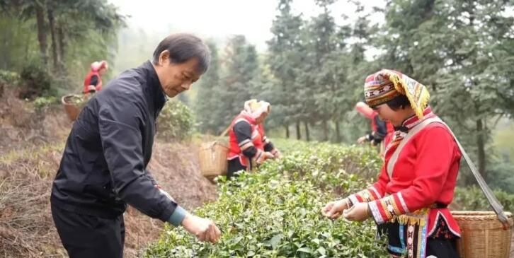 关于回龙山瑶族乡：瑶乡春茶抢“鲜”开采的消息(2)