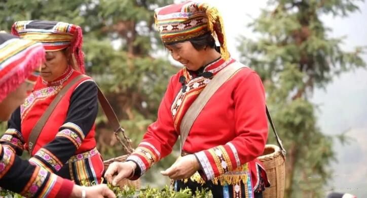 关于回龙山瑶族乡：瑶乡春茶抢“鲜”开采的消息