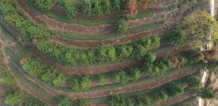 关于回龙山瑶族乡：瑶乡春茶抢“鲜”开采的消息(4)