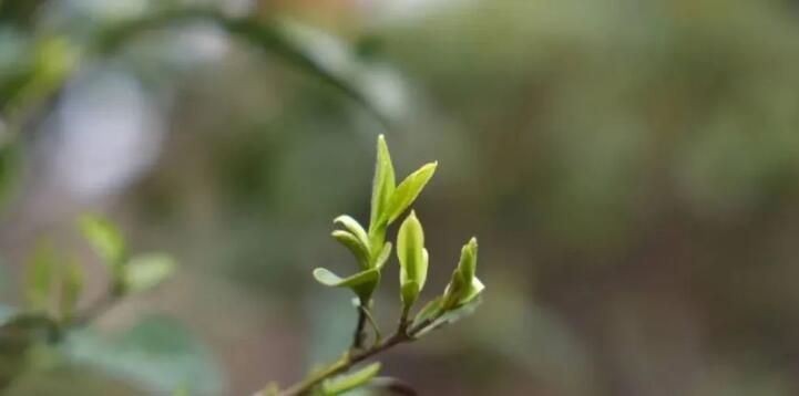 关于回龙山瑶族乡：瑶乡春茶抢“鲜”开采的消息(6)