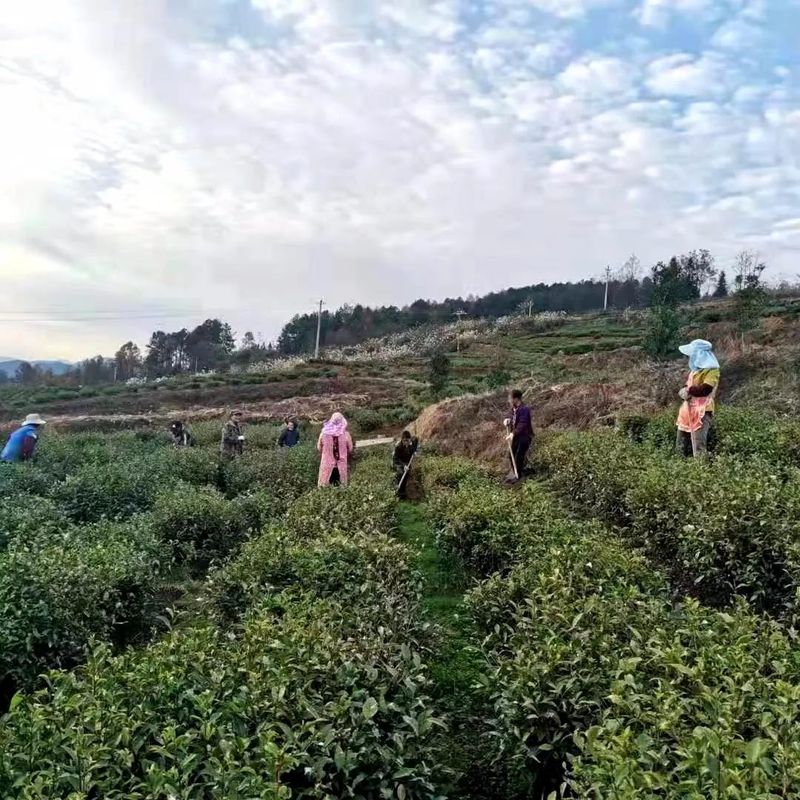 关于沿河黄土镇：茶园入春管护忙 朝耕暮耘增实效的消息(2)