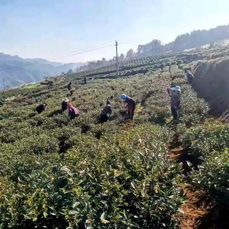 关于沿河黄土镇：茶园入春管护忙 朝耕暮耘增实效的消息(1)