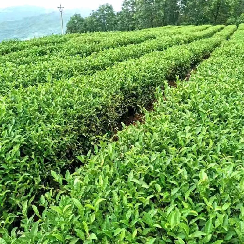 关于沿河黄土镇：茶园入春管护忙 朝耕暮耘增实效的消息