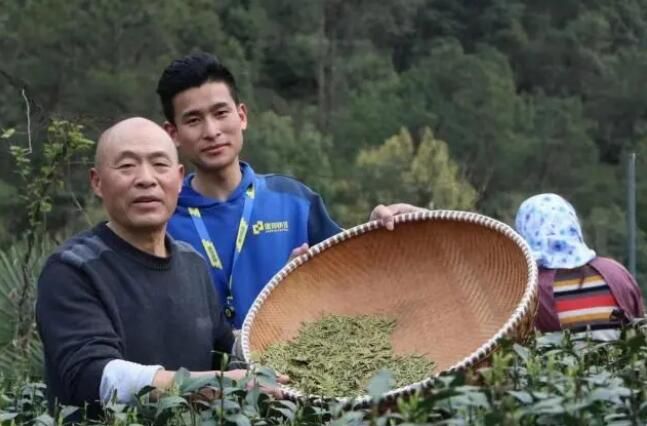 有关于西湖龙井春茶上新！德邦实现产地直发空陆联运助力春茶安全出山的资讯(1)