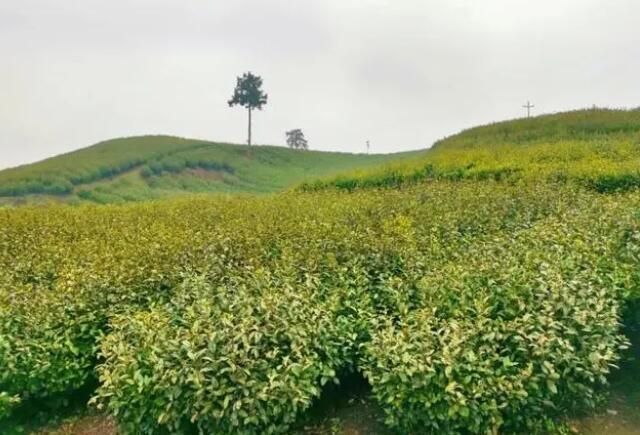 关于沿河：春茶抢鲜开采的相关内容