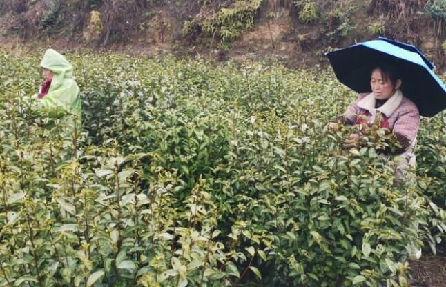 关于沿河：春茶抢鲜开采的相关内容(2)