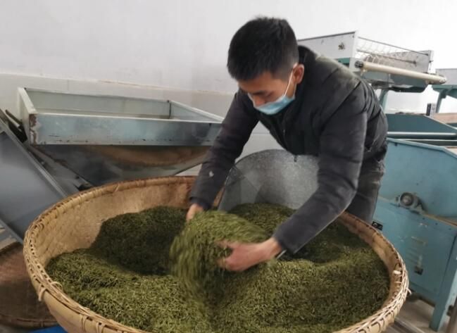 关于沿河：春茶抢鲜开采的相关内容(4)