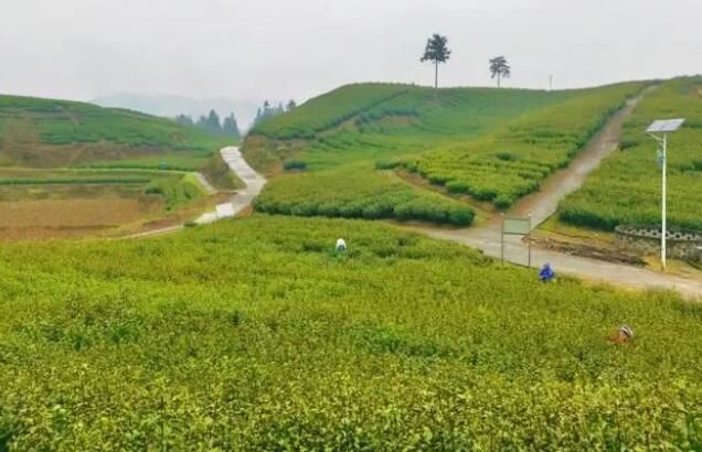 关于沿河：春茶抢鲜开采的相关内容(1)