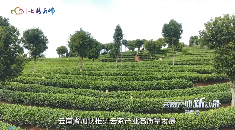 关于云南产业新动能：草木含金 云南茶叶强省进行时的相关信息(4)