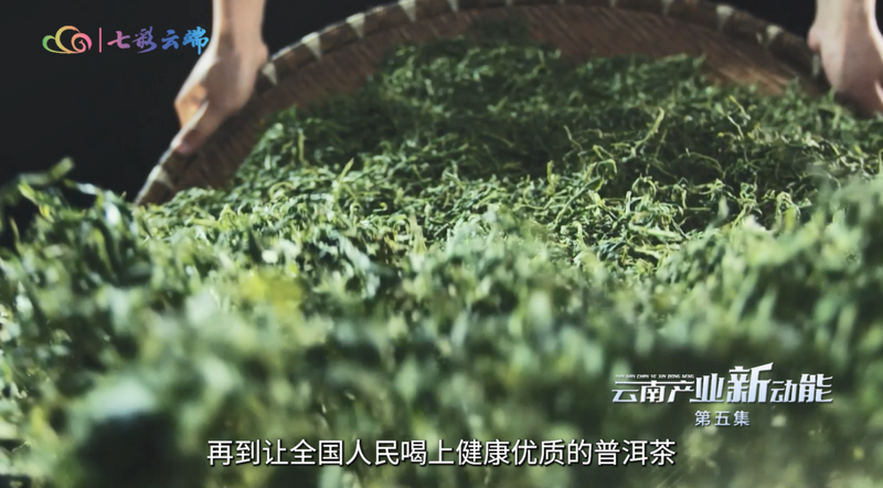 关于云南产业新动能：草木含金 云南茶叶强省进行时的相关信息