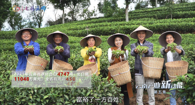 关于云南产业新动能：草木含金 云南茶叶强省进行时的相关信息(3)