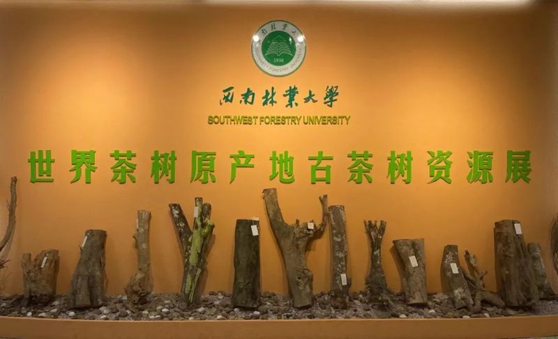 关于云南产业新动能：草木含金 云南茶叶强省进行时的相关信息(7)