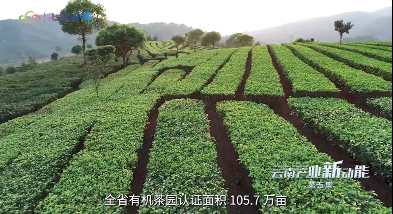 关于云南产业新动能：草木含金 云南茶叶强省进行时的相关信息(1)