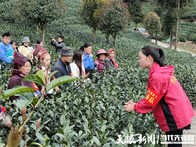 有关于普安县组织开展2023年普安红茶技工劳务队技能提升行动培训的信息(2)