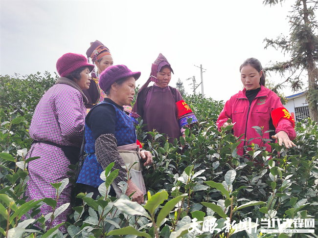 有关于普安县组织开展2023年普安红茶技工劳务队技能提升行动培训的信息(1)