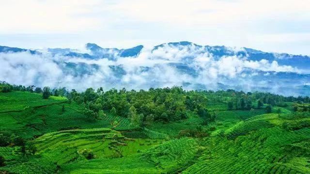 有关于普安县组织开展2023年普安红茶技工劳务队技能提升行动培训的信息(3)