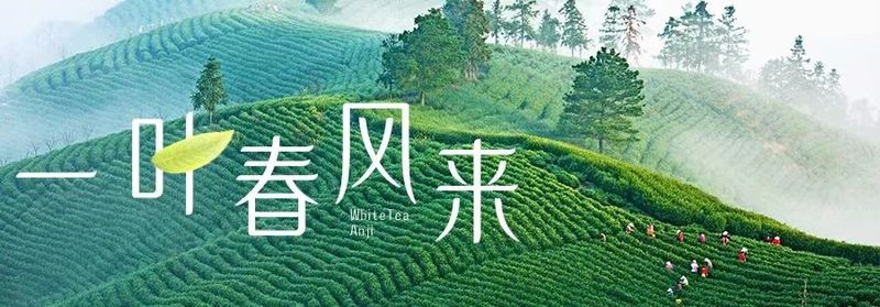 有关于茶农茶企:细致!周到!的信息