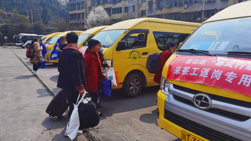 关于专车破解用工荒 喜迎汉源采茶工的资讯(4)