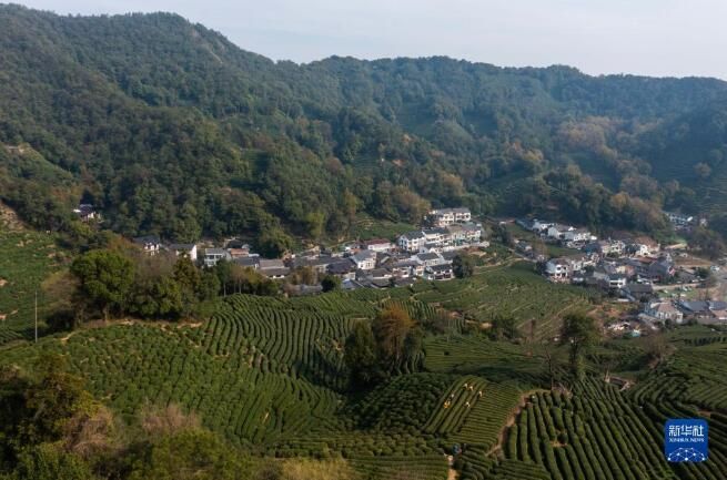 有关于西湖龙井茶正式开采的资讯(6)