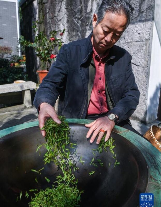 有关于西湖龙井茶正式开采的资讯(11)