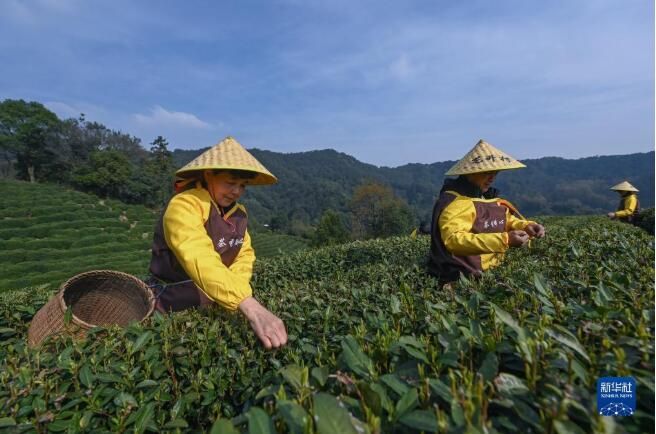 有关于西湖龙井茶正式开采的资讯(2)