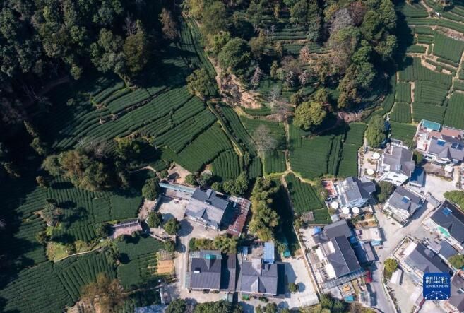 有关于西湖龙井茶正式开采的资讯(12)