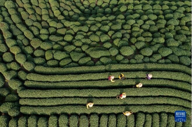 有关于西湖龙井茶正式开采的资讯