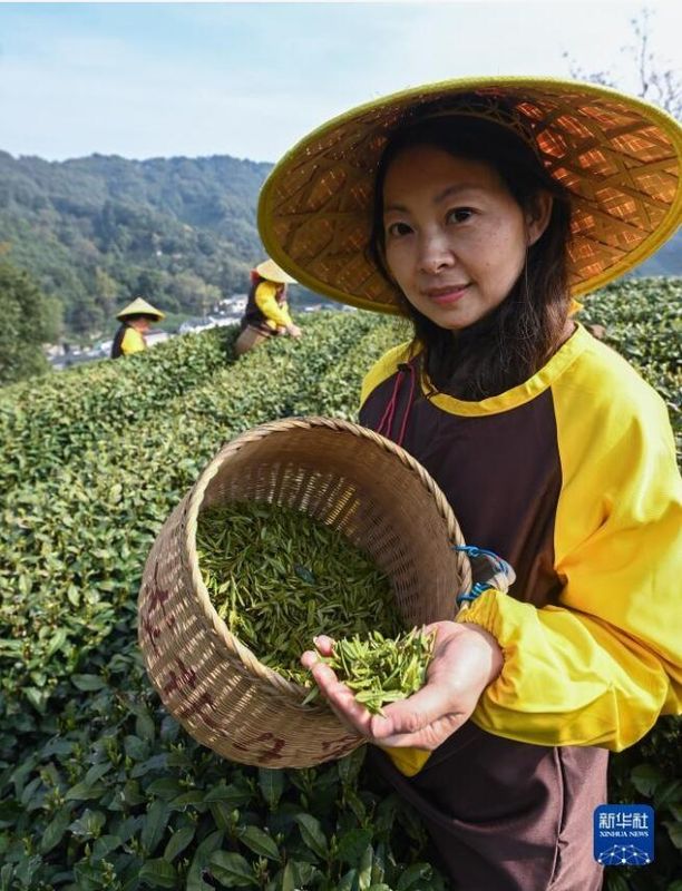 有关于西湖龙井茶正式开采的资讯(3)