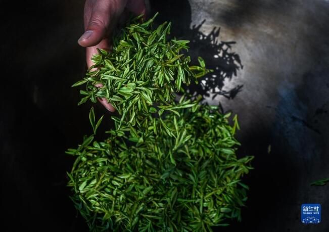 有关于西湖龙井茶正式开采的资讯(9)