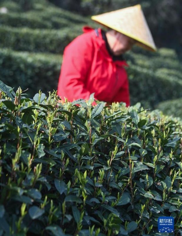 有关于西湖龙井茶正式开采的资讯(1)