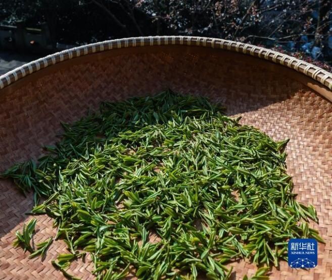 有关于西湖龙井茶正式开采的资讯(8)