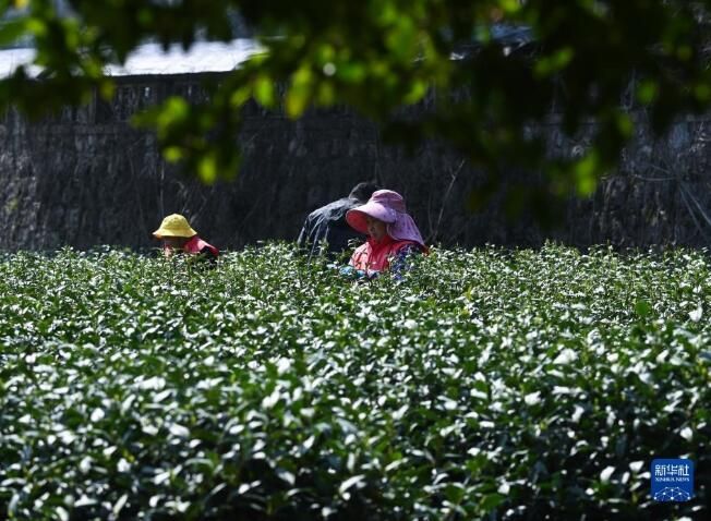 有关于西湖龙井茶正式开采的资讯(13)