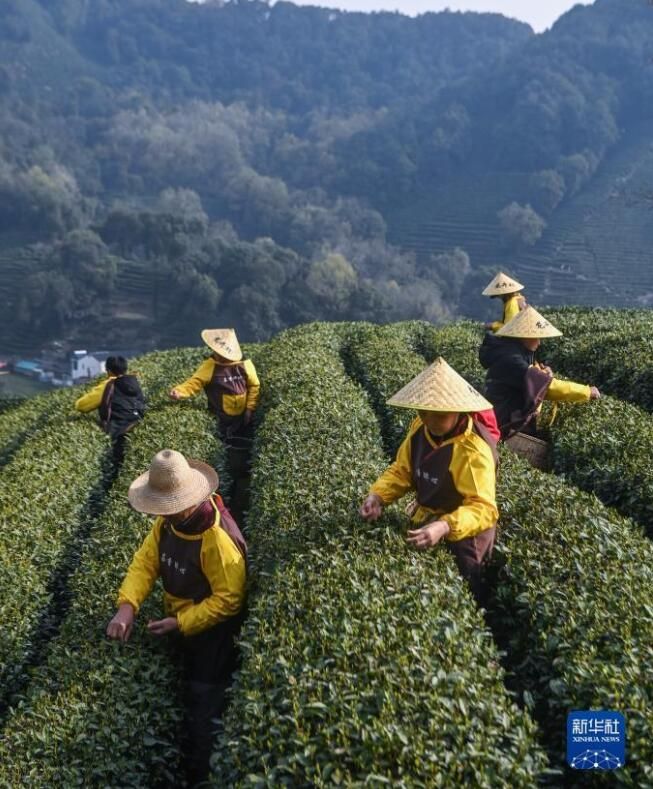 有关于西湖龙井茶正式开采的资讯(5)