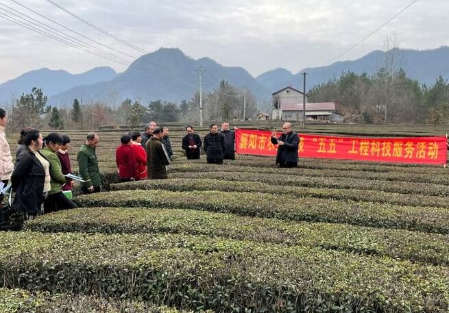关于襄阳市茶产业链专家团队赴保康组织开展茶农技术培训的最新消息