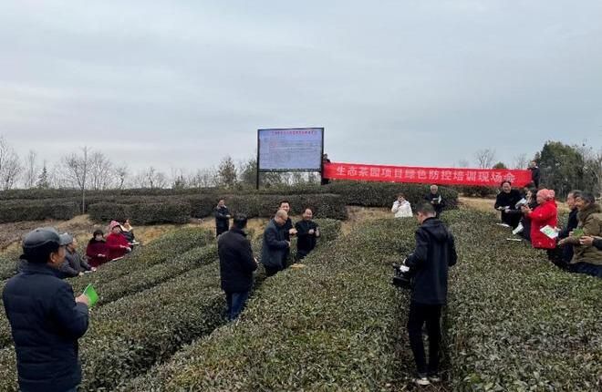 关于襄阳市茶产业链专家团队赴保康组织开展茶农技术培训的最新消息(1)