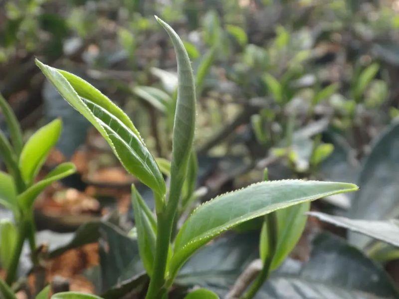 关于中国大叶白茶之乡景谷：连续三年荣获“茶业百强县域”称号的信息(5)