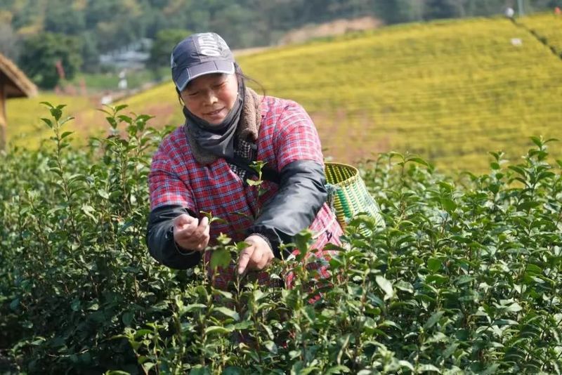 有关于鄞州横溪金鹅湖畔采茶忙的消息(3)